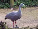 Cape Barren Goose (WWT Slimbridge September 2012) - pic by Nigel Key